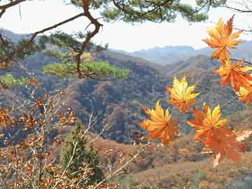 季末。花已残