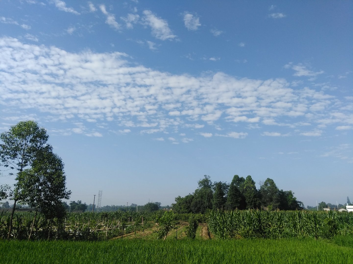 渠阳镇天气预报更新通知