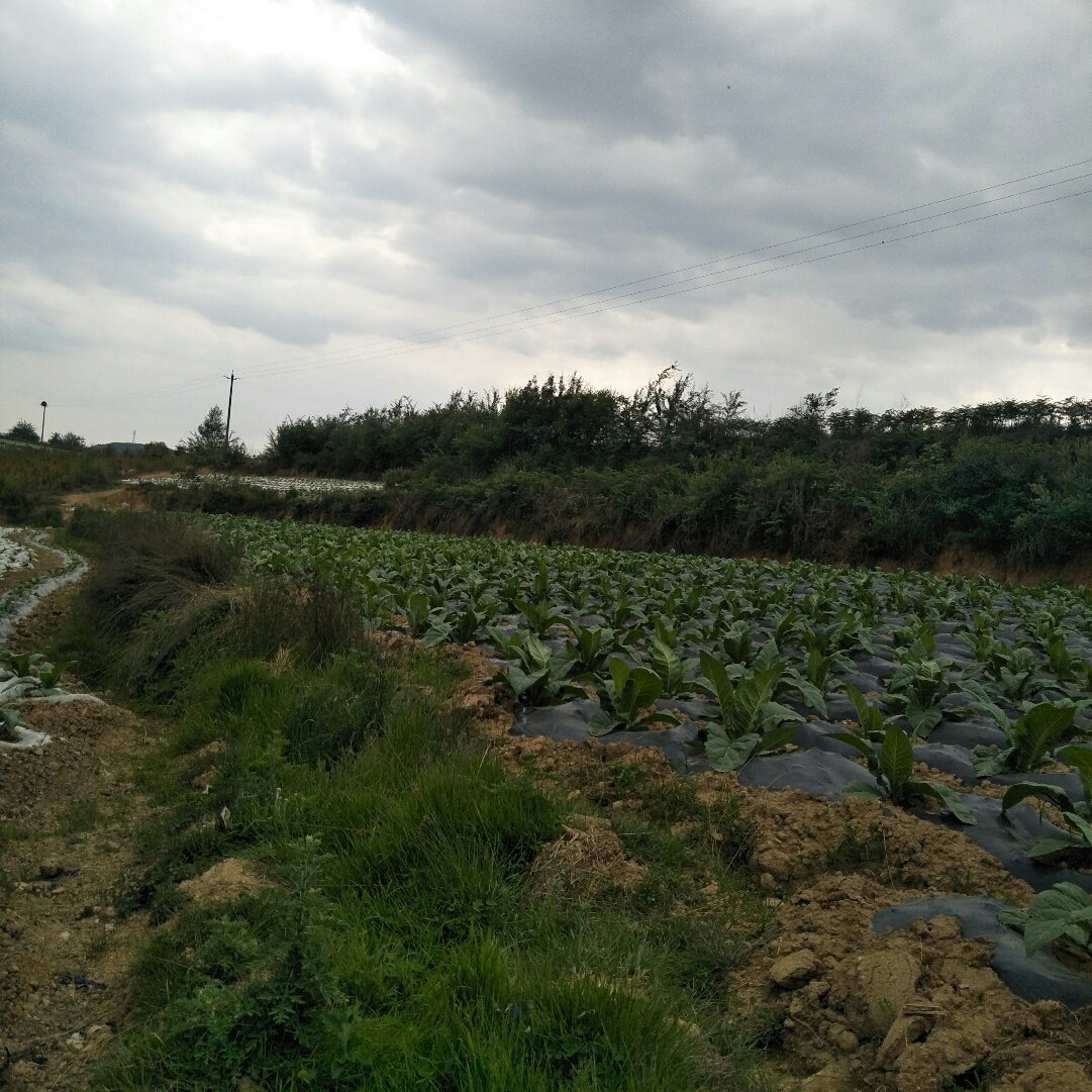 励家镇天气预报更新通知