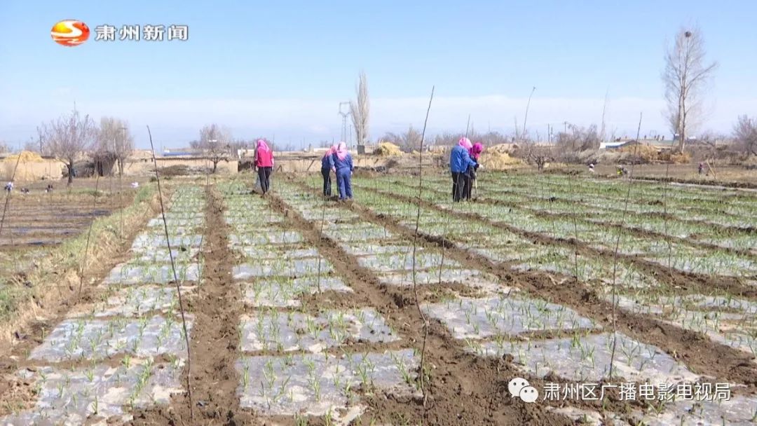 西洞镇最新项目，地区发展的强大引擎驱动力