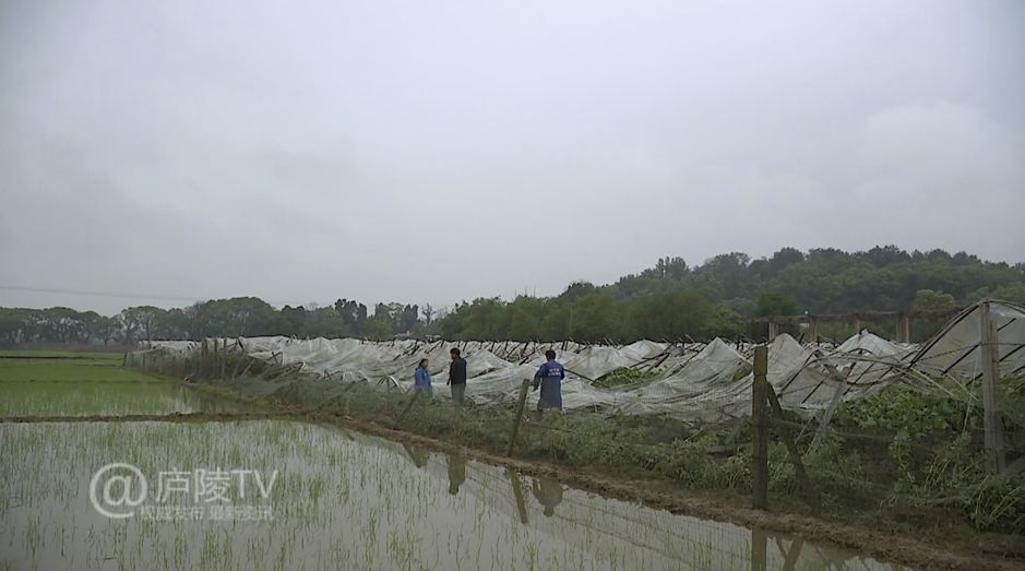 樟铺镇天气预报更新通知